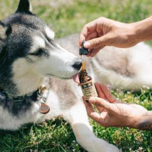 Beyond Bites: Protecting Your Dog with Eco-Friendly Flea and Tick Collars
