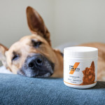 Holistic Hound Haven: Herbal Collars for a Happy, Healthy Dog