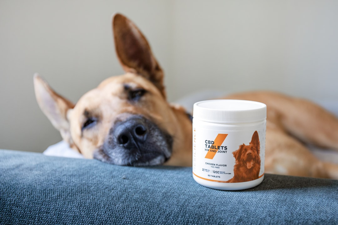 Holistic Hound Haven: Herbal Collars for a Happy, Healthy Dog