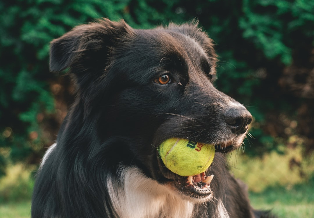 Natural Armor for Dogs: Unveiling the Power of Botanical Tick & Flea Protection