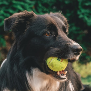 Natural Armor for Dogs: Unveiling the Power of Botanical Tick & Flea Protection