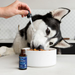 Naturally Unburden Your Dog: Simple Collars for a Pest-Free Life