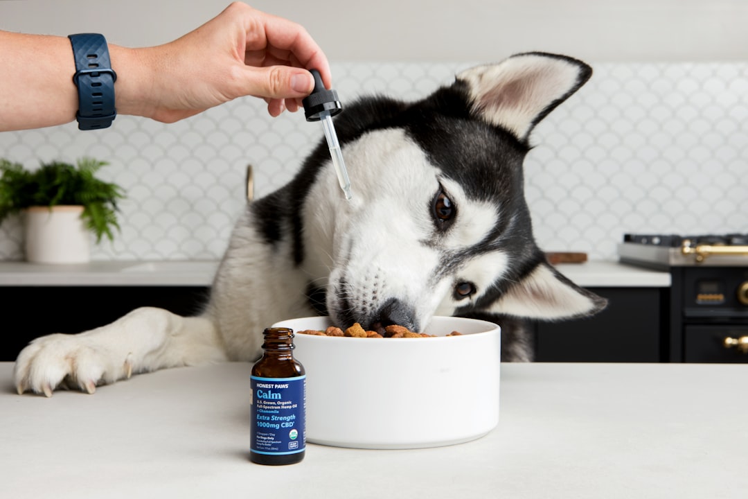Naturally Unburden Your Dog: Simple Collars for a Pest-Free Life
