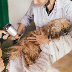 Beyond Chemicals: How Natural Botanical Collars Can Redefine Pet Protection