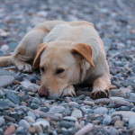 The 'Set It and Forget It' Solution: Year-Round Flea & Tick Safety for Your Dog