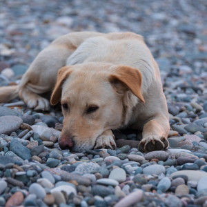 The 'Set It and Forget It' Solution: Year-Round Flea & Tick Safety for Your Dog