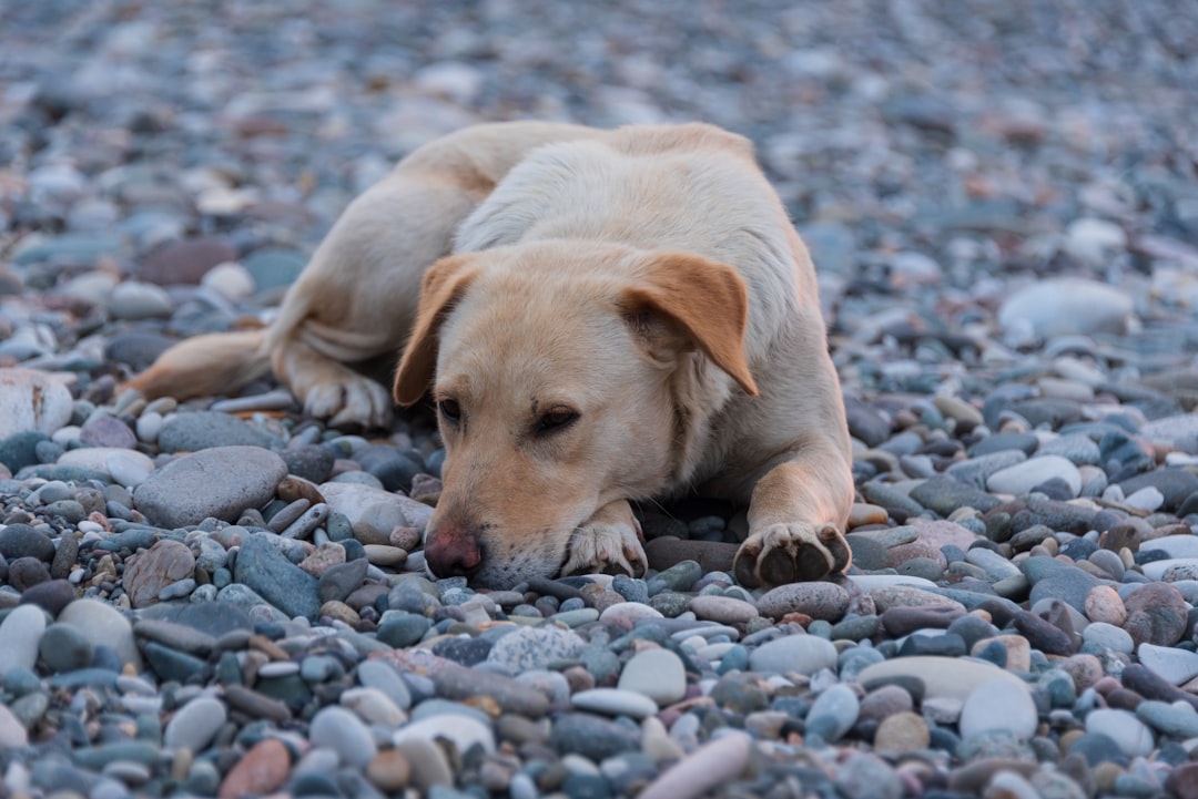 The 'Set It and Forget It' Solution: Year-Round Flea & Tick Safety for Your Dog