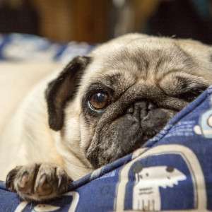A Pet Parent's Guide to Finding the Best Natural Flea Collar for Dogs