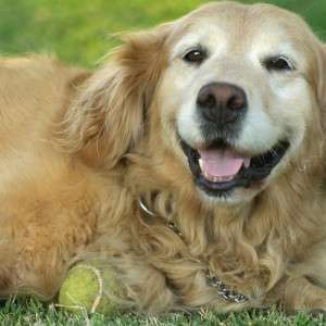 The Ultimate Checklist for Finding the Safest Natural Flea Collar for Dogs
