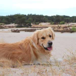 Natural Flea Collar for Dogs: EcoSentry™ for Safe & Effective Protection