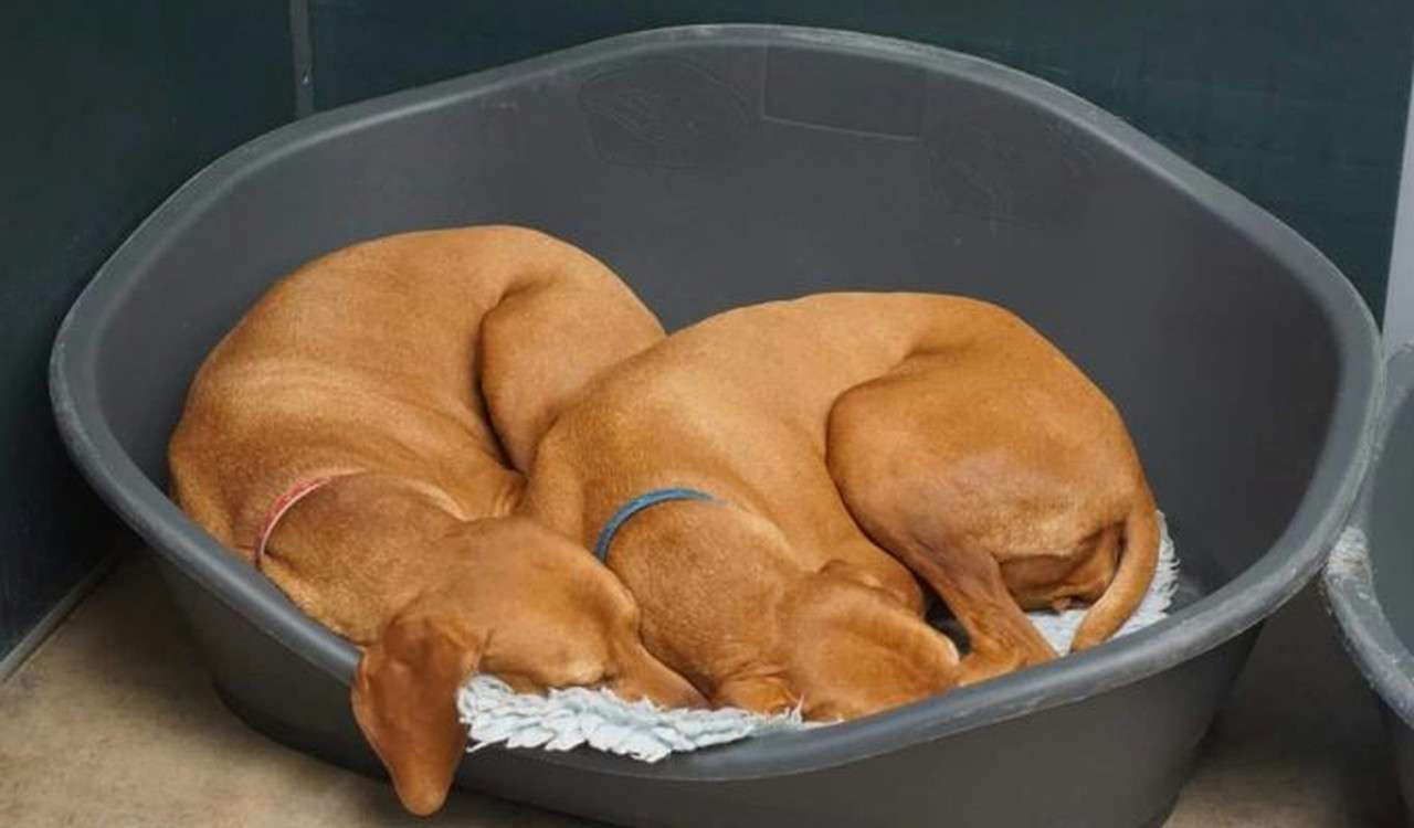 Why Pests Detest This Natural Flea Collar for Dogs (And You'll Adore It)