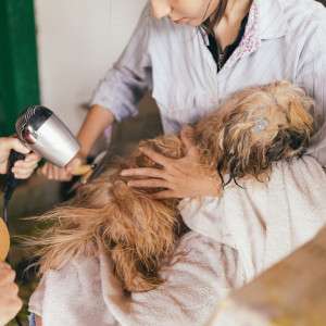 Tired of Chemicals? The Vet-Approved Natural Flea Collar for Dogs You Need