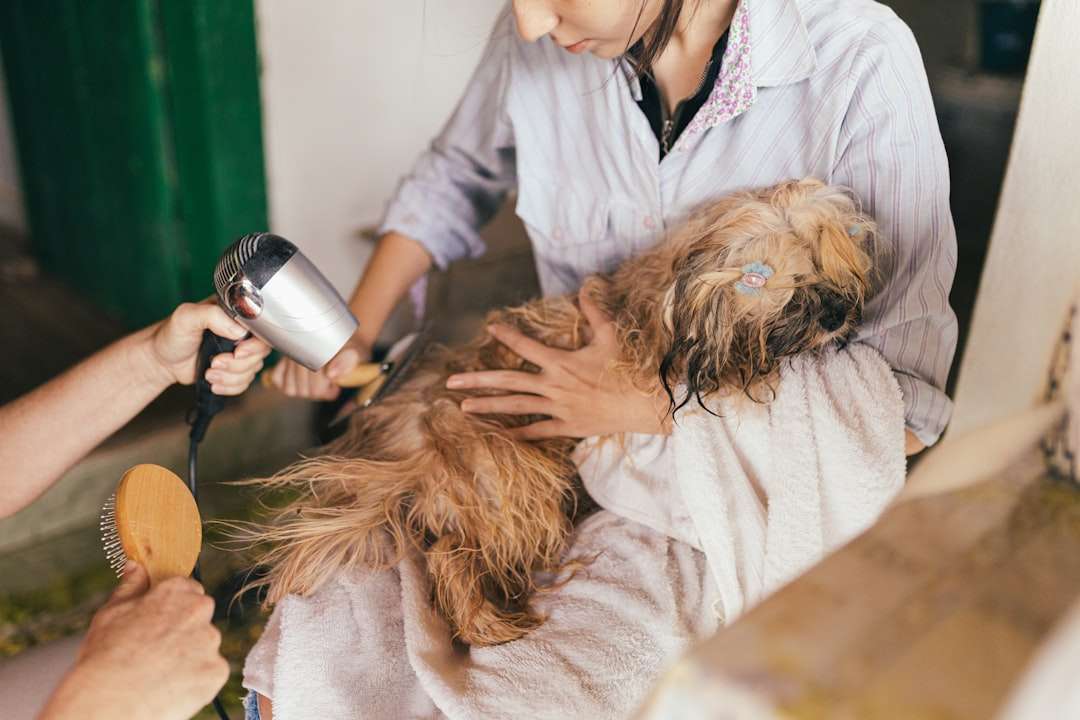 Tired of Chemicals? The Vet-Approved Natural Flea Collar for Dogs You Need