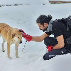 The Smart Science of a Natural Flea Collar for Dogs: How Botanicals Win