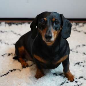 From Itch to Immunity: The Real Power of a Vet-Grade Natural Flea Collar for Dogs