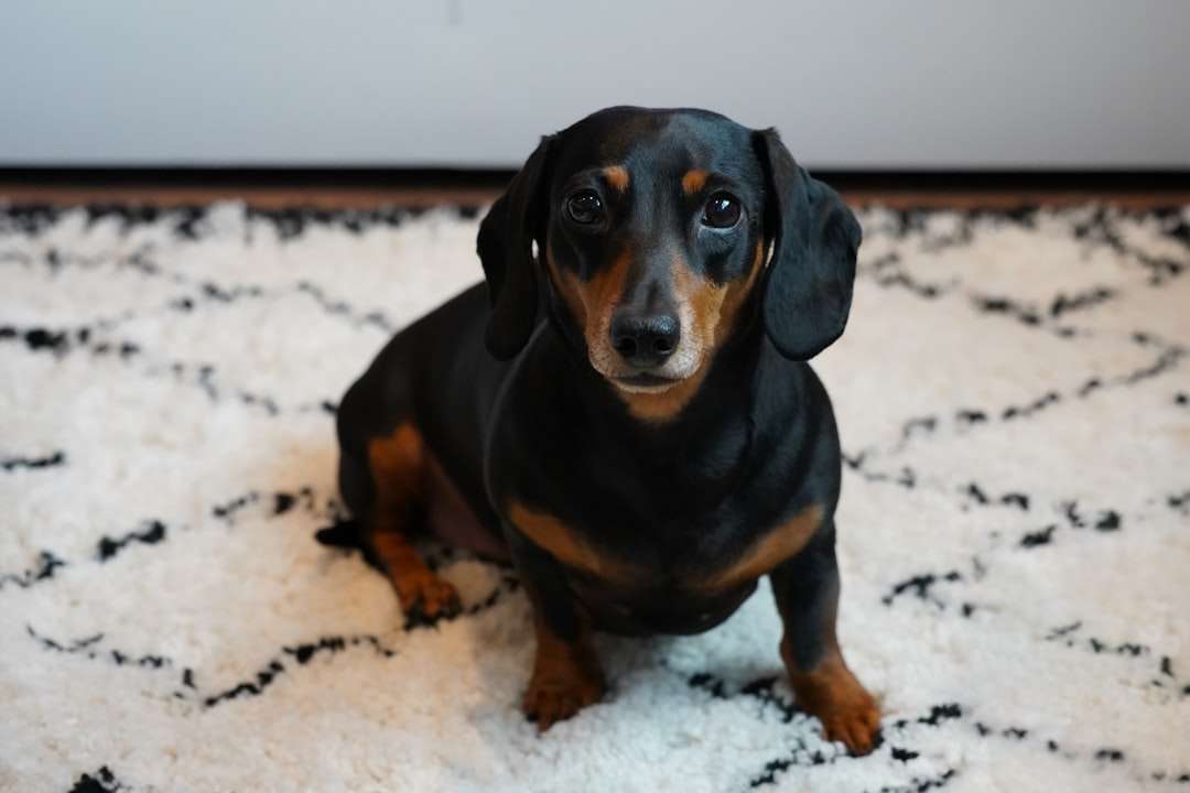 From Itch to Immunity: The Real Power of a Vet-Grade Natural Flea Collar for Dogs