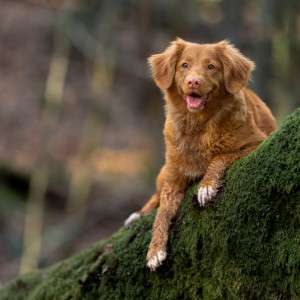 Your Dog's Welcome Home: How a Natural Flea Collar for Dogs Stops Pests at the Door