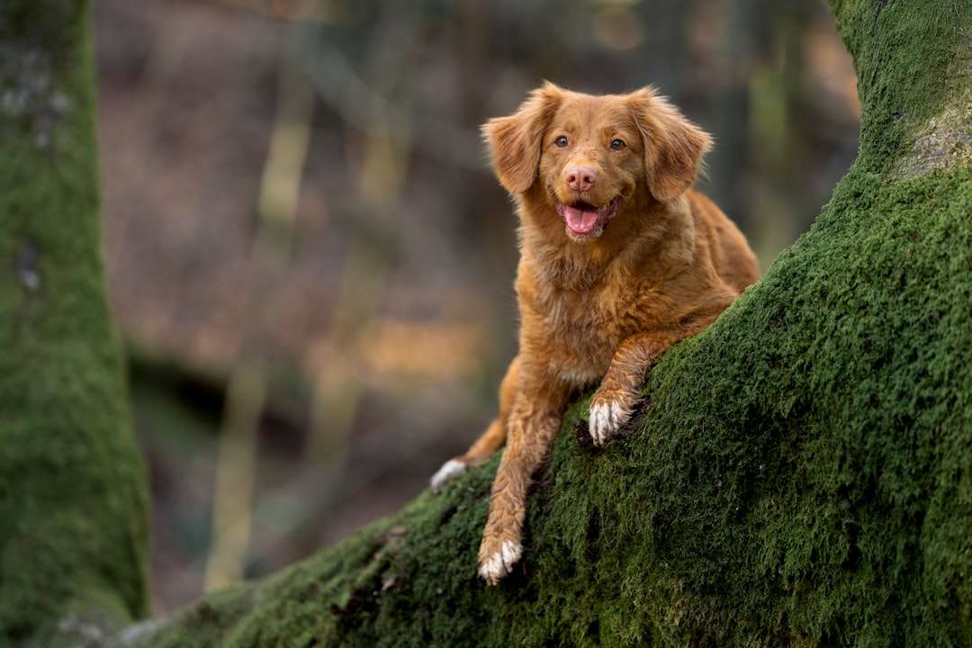 Your Dog's Welcome Home: How a Natural Flea Collar for Dogs Stops Pests at the Door