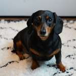 Decode Your Dog's Senses: The Natural Flea Collar for Dogs That Confuses Pests for 8 Months