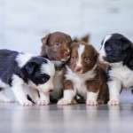 From Target to Fortress: The Natural Flea Collar for Dogs That Builds an Impenetrable Shield