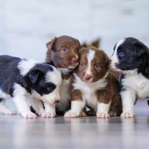 From Target to Fortress: The Natural Flea Collar for Dogs That Builds an Impenetrable Shield