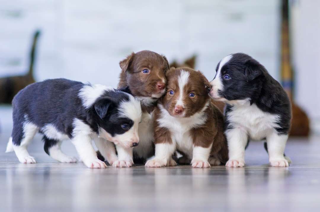 From Target to Fortress: The Natural Flea Collar for Dogs That Builds an Impenetrable Shield