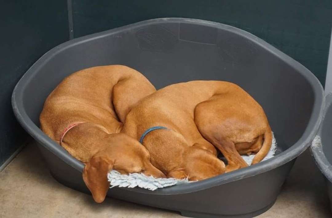 Reclaim Your Cuddle Zone: The Natural Flea Collar for Dogs That Creates a Worry-Free Scent Shield