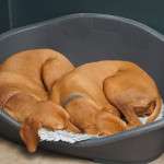 Your Pantry's Secret Weapon: The Vet-Championed Natural Flea Collar for Dogs