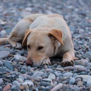 The Secret to an Itch-Free Dog Hiding in Plain Sight: A Better Natural Flea Collar