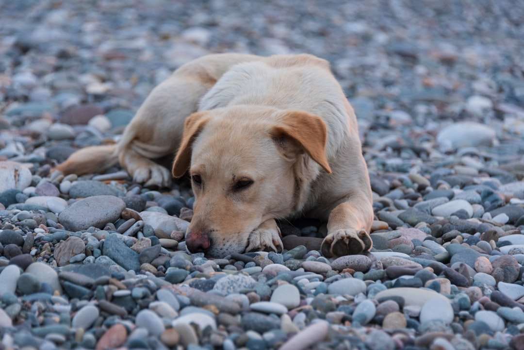 The Secret to an Itch-Free Dog Hiding in Plain Sight: A Better Natural Flea Collar