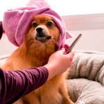 Your Dog's Powerful Nose is a Flea's Worst Nightmare: The Surprising Truth About the Best Natural Flea Collar for Dogs
