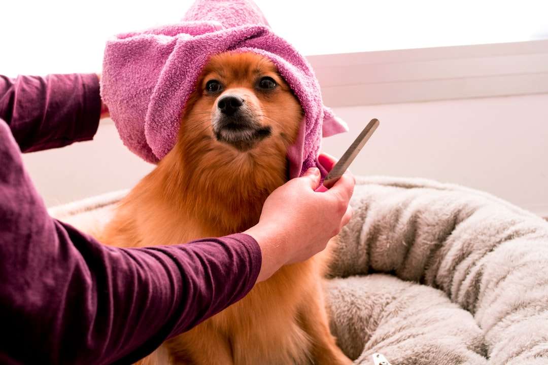 Your Dog's Powerful Nose is a Flea's Worst Nightmare: The Surprising Truth About the Best Natural Flea Collar for Dogs
