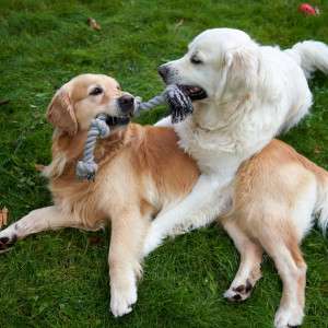 The Vet's Botanical Secret: How This Natural Flea Collar for Dogs Makes Pests Vanish