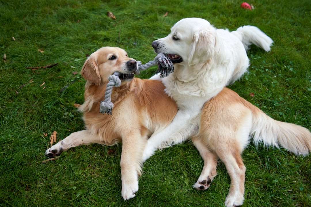The Vet's Botanical Secret: How This Natural Flea Collar for Dogs Makes Pests Vanish