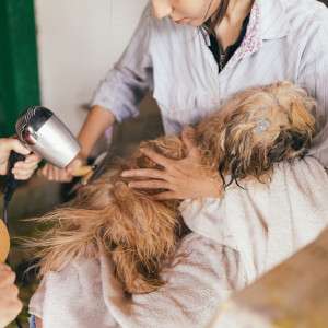 Your Dog's Senses: The Secret Weapon Against Fleas—How EcoSentry™ Creates a Botanical Fortress