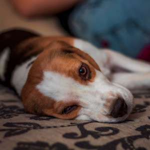 Harness Your Dog's Senses: The Natural Flea Collar for Dogs That Creates a Botanical Fortress