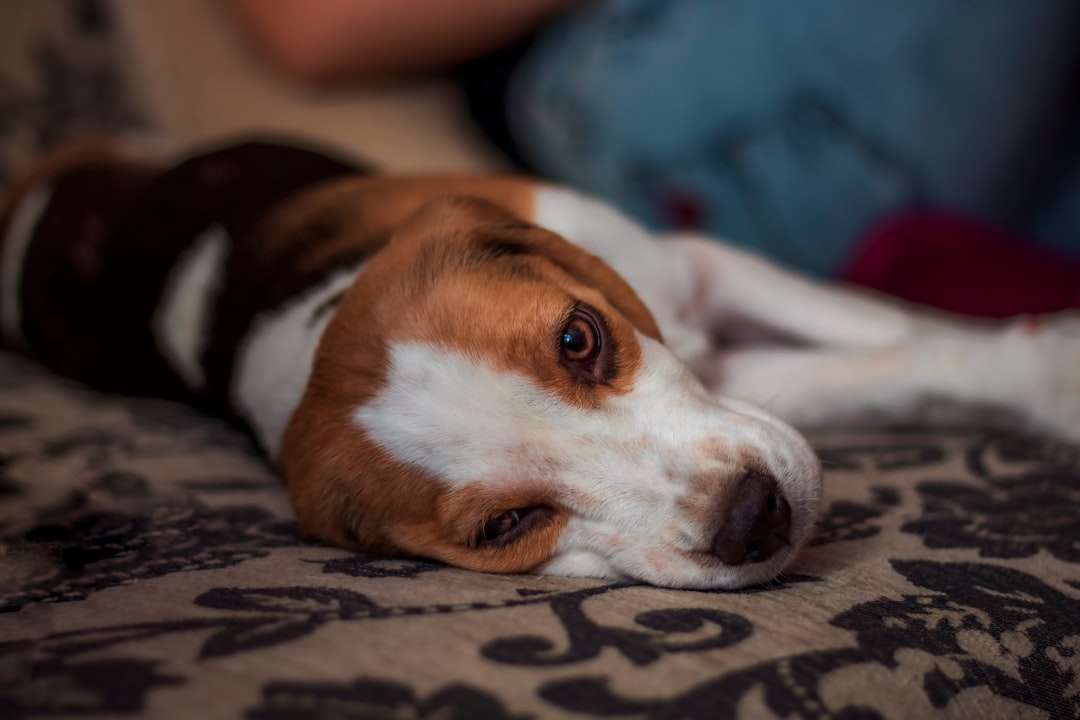 Harness Your Dog's Senses: The Natural Flea Collar for Dogs That Creates a Botanical Fortress
