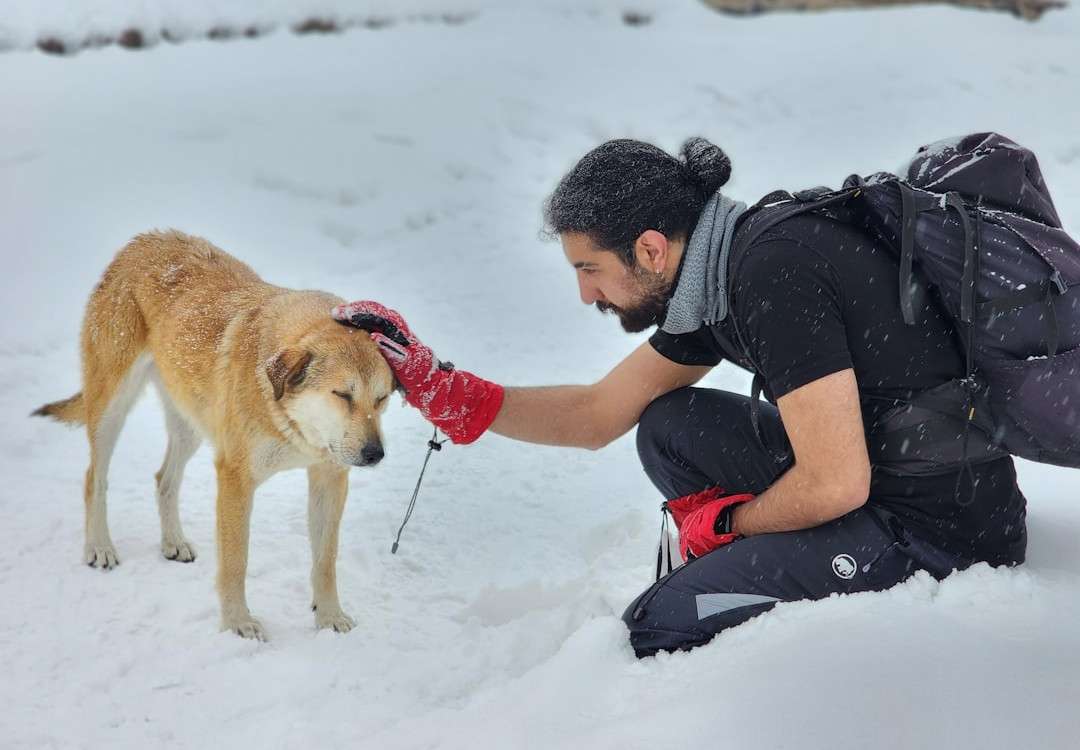 Hijack Your Dog's Scent: The Natural Flea Collar That Turns Pests into Prey