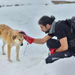 Hijack Your Dog's Scent: The Natural Flea Collar That Turns Pests into Prey