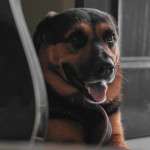 The Vet Secret Natural Flea Collar for Dogs That Stops Home Invasion