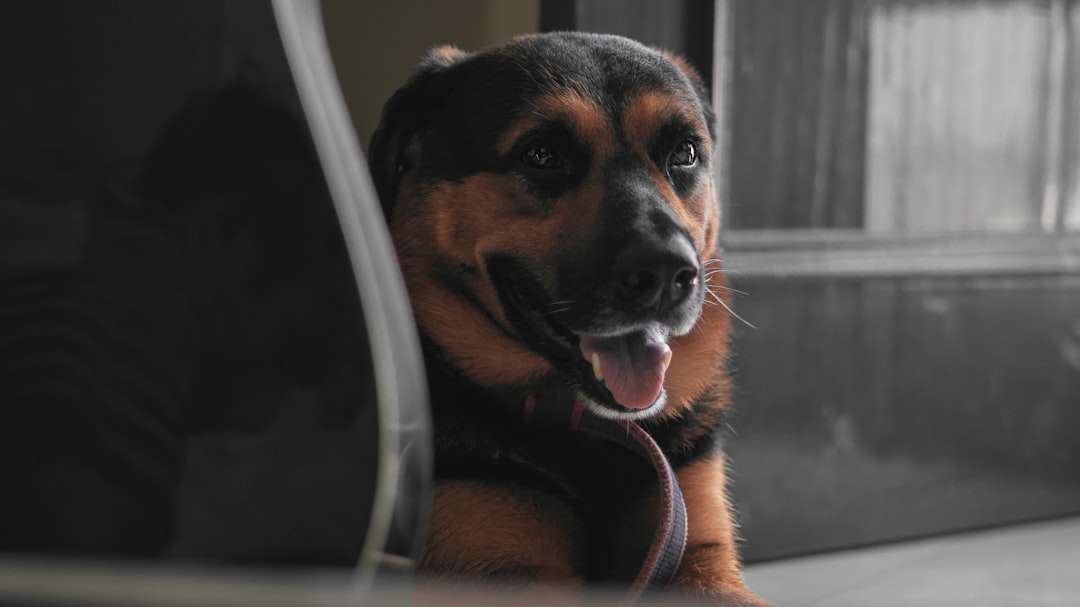 The Vet Secret Natural Flea Collar for Dogs That Stops Home Invasion