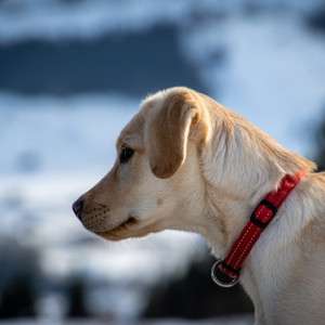The Natural Flea Collar for Dogs That Reconnects Your Family