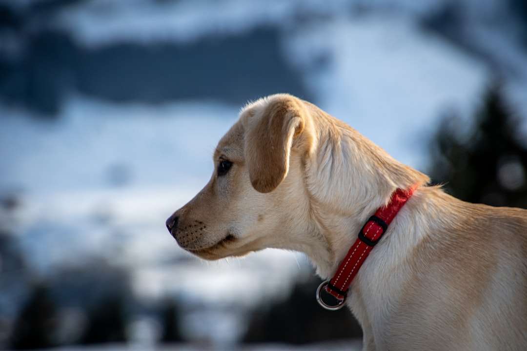 The Natural Flea Collar for Dogs That Reconnects Your Family