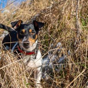 Your Dog's Tactile Anchor for Calm Natural Flea Collar for Dogs