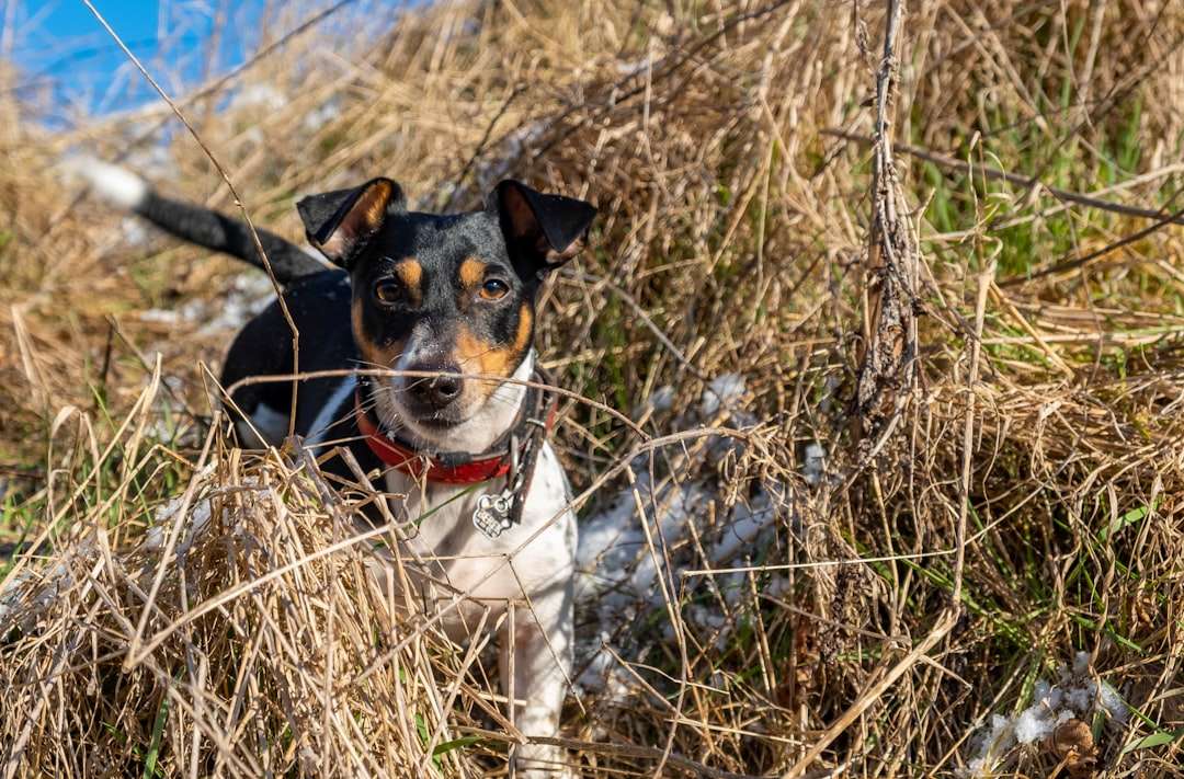 Your Dog's Tactile Anchor for Calm Natural Flea Collar for Dogs