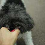 Find Your Calm with a Natural Flea Collar for Dogs