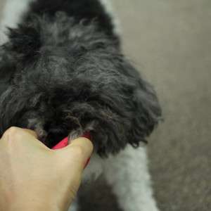 Find Your Calm with a Natural Flea Collar for Dogs