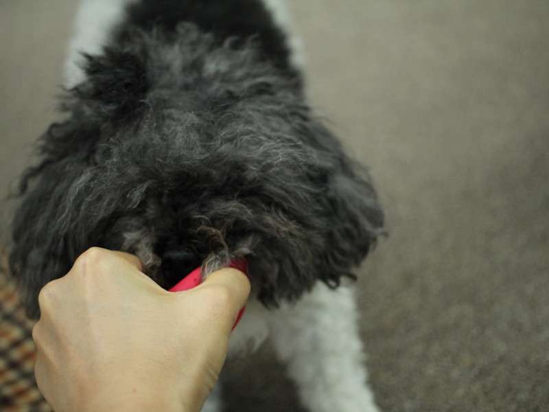Find Your Calm with a Natural Flea Collar for Dogs