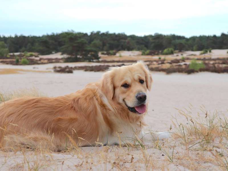 Rediscover Calm With a Natural Flea Collar for Dogs
