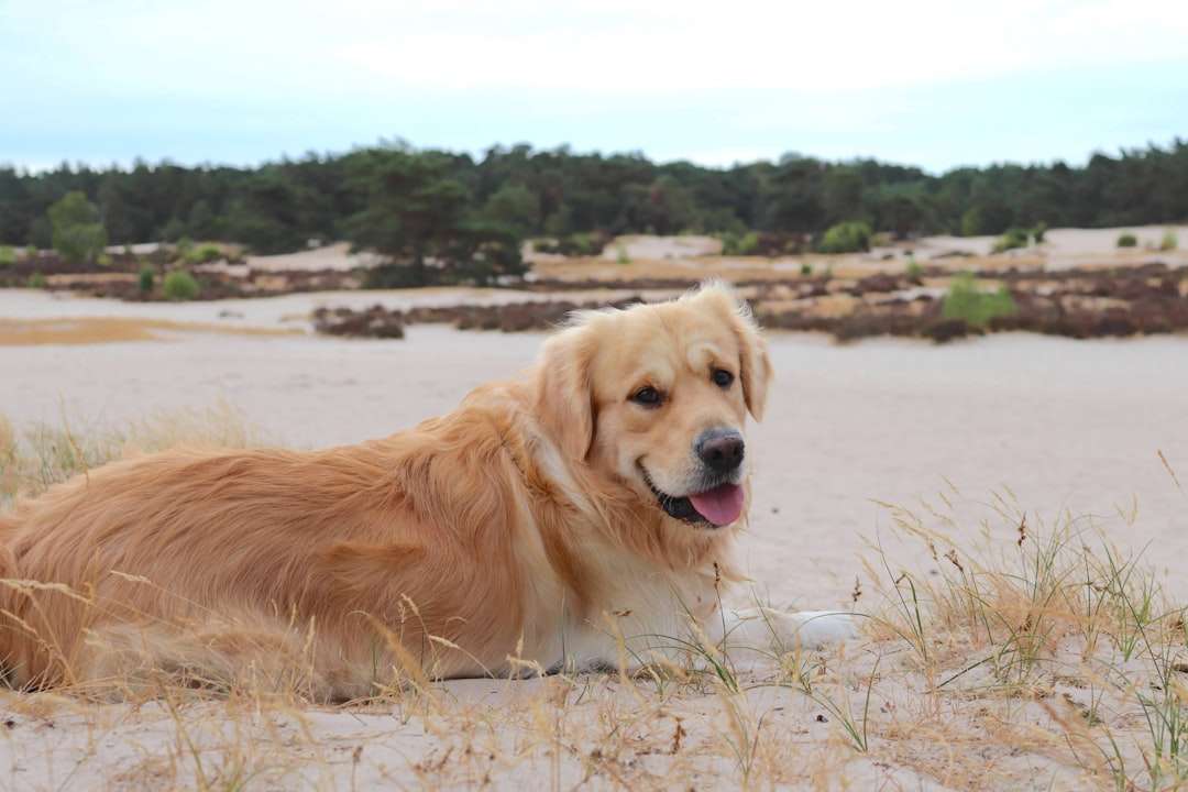 Rediscover Calm With a Natural Flea Collar for Dogs